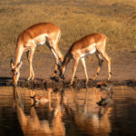 Institutional Support Services to the Chivaraidze Impala Ranch (2003)