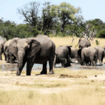 Human/Elephant Wildlife Conflict Project 2001 – 2003